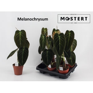 PHIL MELANOCHRYSUM