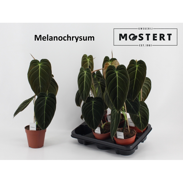 <h4>PHIL MELANOCHRYSUM</h4>