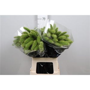 Setaria Italica Volle Melk