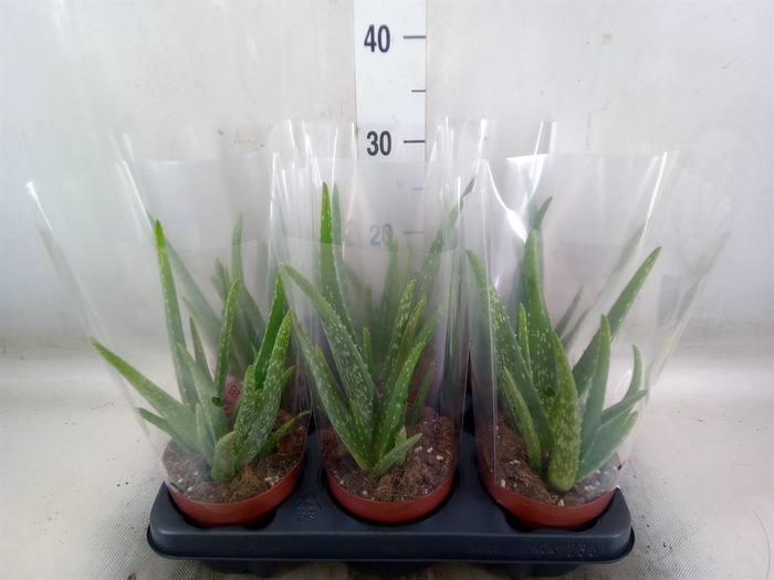 <h4>Aloe vera</h4>
