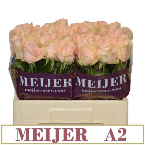 <h4>R Gr Pearl Avalanche A2 Meijer</h4>