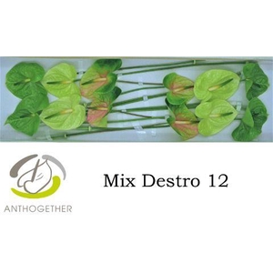 Anth A Destro 13 cm X12 Spek Flowers