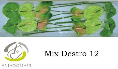 <h4>Anth A Destro 13 cm X12 Spek Flowers</h4>