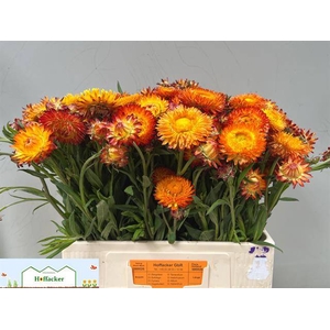 HELICHRYSUM OV