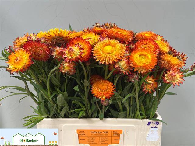 <h4>HELICHRYSUM OV</h4>
