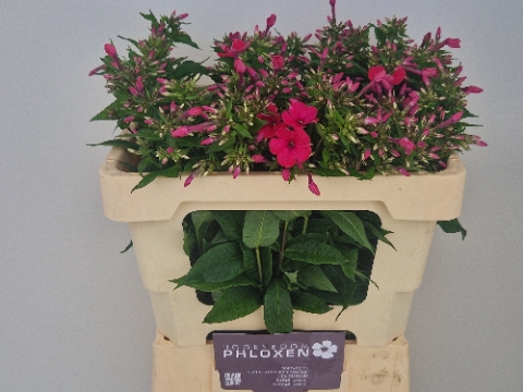 <h4>PHLOX P TRACY</h4>