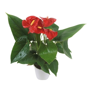 Anthurium XL.9 Jambo Red 9cm