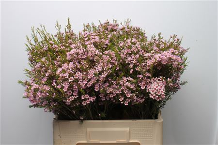 <h4>Chamelauc Wendy</h4>