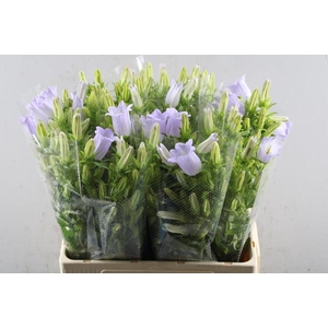 Campanula Lavendel Waal
