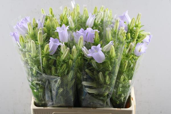 <h4>Campanula Lavendel Waal</h4>