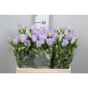 Camp M Champion Lavender 60cm