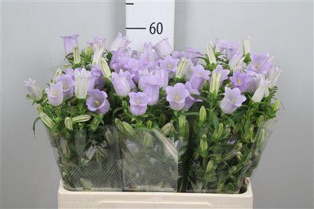 <h4>Camp M Champion Lavender</h4>