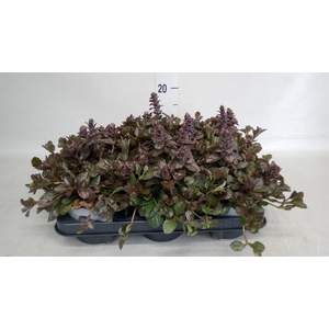 Ajuga reptans 'Braunherz'