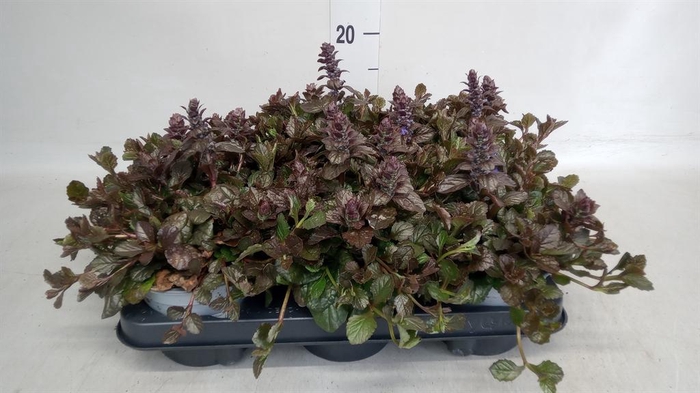 <h4>Ajuga reptans 'Braunherz'</h4>