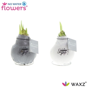 No Water Flowers Waxz® Message Printz Happy New Year