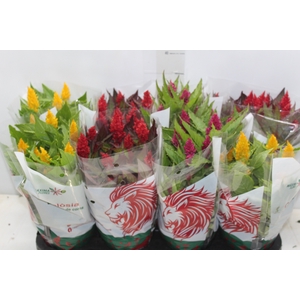 CELOSIA P14 VARIADO