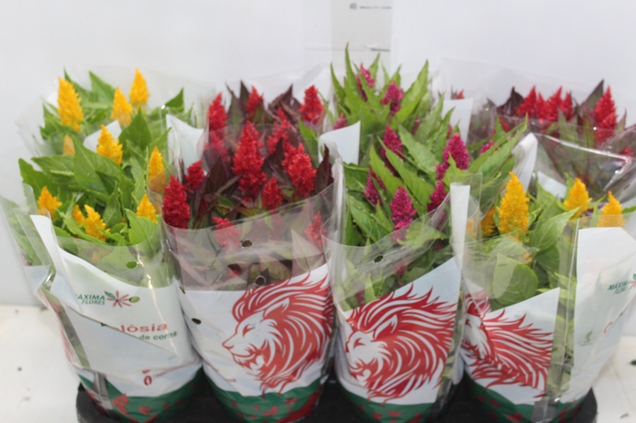 <h4>CELOSIA P14 VARIADO</h4>