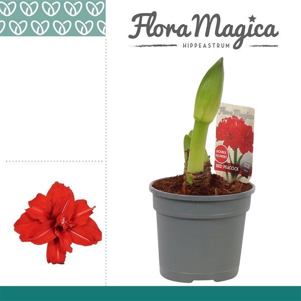 <h4>Amaryllis Red Peacock 2 Knop</h4>