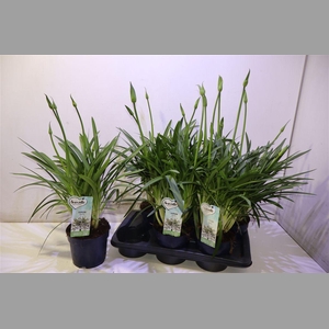 Agapa Amourette S White