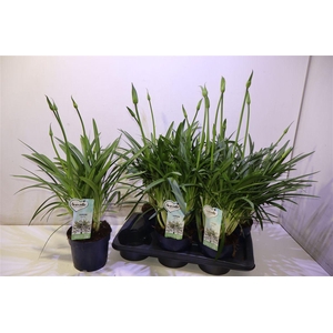 arr8 Agapa Amourette S White