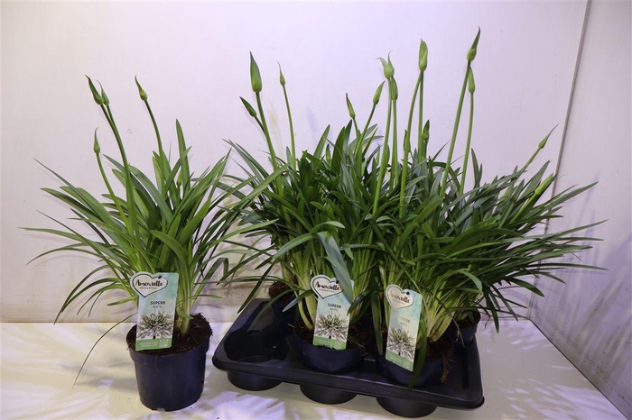 <h4>Agapa Amourette S White</h4>