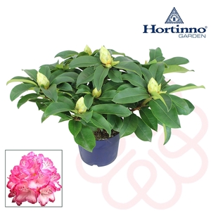 Hortinno® Garden XXL The Original groen 35 - 40 cm