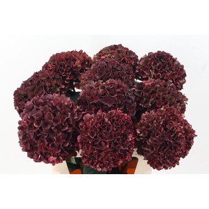 Hydr M Mag Rubyrd Cl