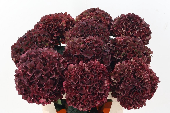 <h4>Hydr M Mag Rubyrd Cl</h4>