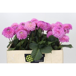 Dahlia BA 'Dark Wizard'