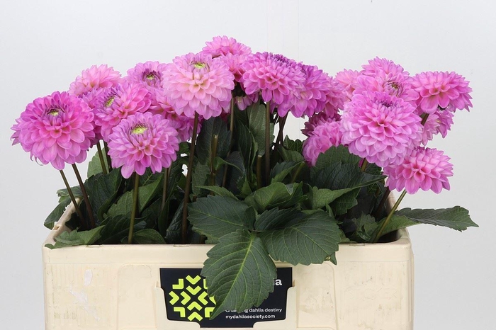 <h4>Dahlia BA 'Dark Wizard'</h4>