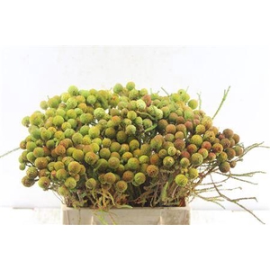 Kaaps Berz Galpinii Baubles