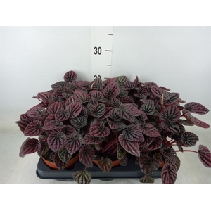 Peperomia caperata   ...