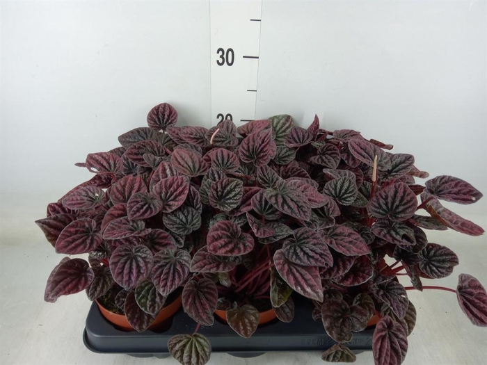 <h4>Peperomia caperata   ...</h4>