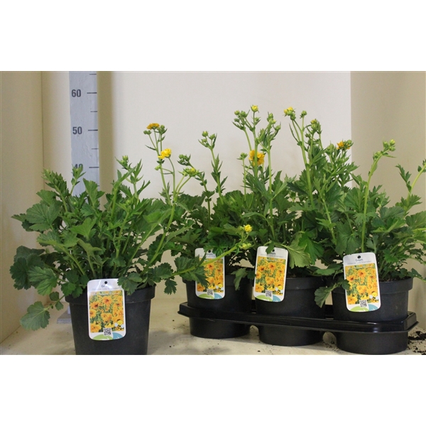<h4>geum lady stratheden</h4>