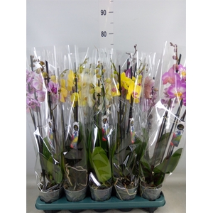 Phalaenopsis   ...mix  5