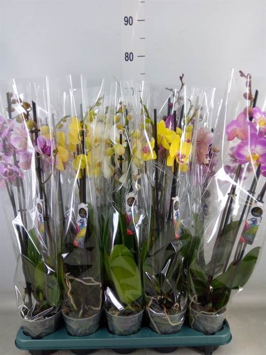 <h4>Phalaenopsis   ...mix  5</h4>