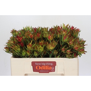 Leucadendron Yellow Blush Spray