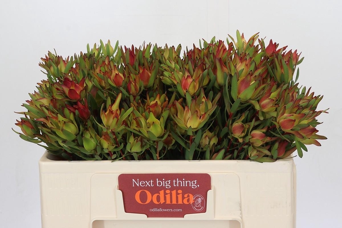 Leucadendron Yellow Blush Spray