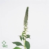 Lysimachia Jumbo