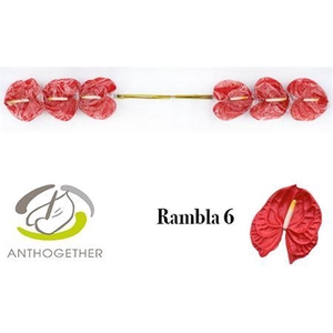 Anth A Rambla 6 Small Pack