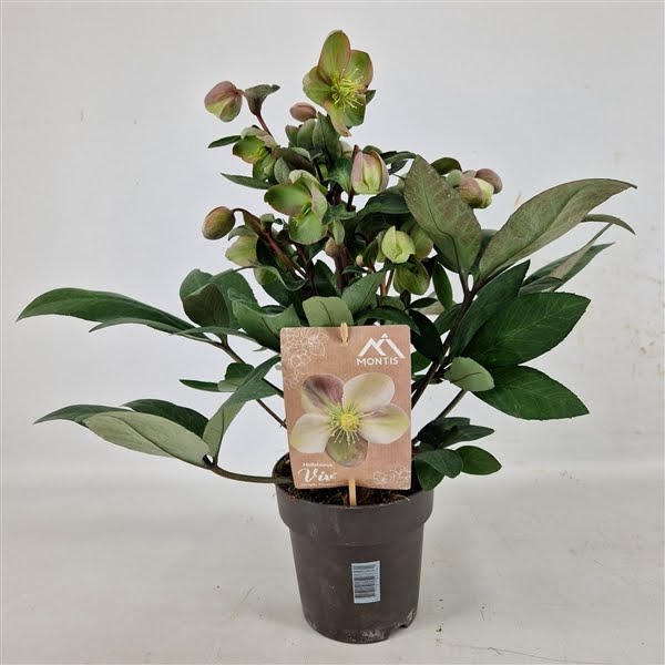 <h4>Helleborus Orientalis VIV Single Flowered Valeria 15 cm</h4>