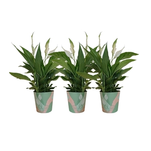 KP-850.1 GR - Spathiphyllum 9cm in groene waterdichte smartcup