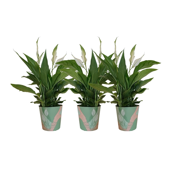 <h4>KP-850.1 GR - Spathiphyllum 9cm in groene waterdichte smartcup</h4>