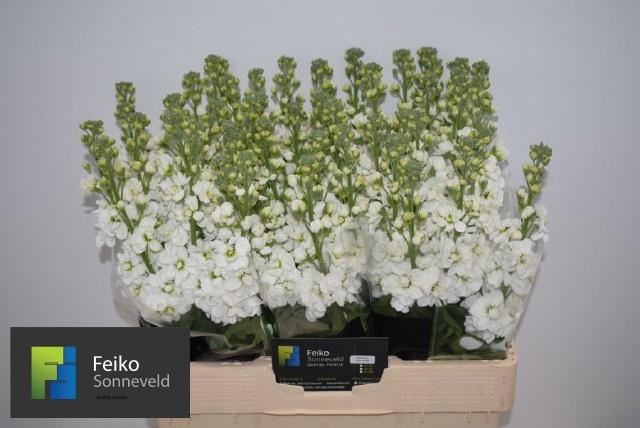 <h4>MATTH AIDA WHITE</h4>