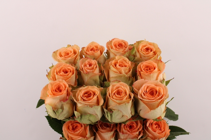 <h4>R Gr Country Home</h4>