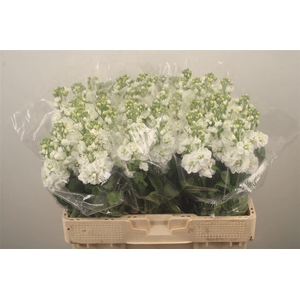 Matth Nl. Aida White