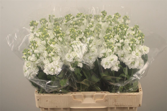 <h4>Matth Nl. Aida White</h4>