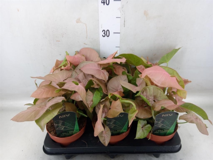 <h4>Syngonium podop.</h4>