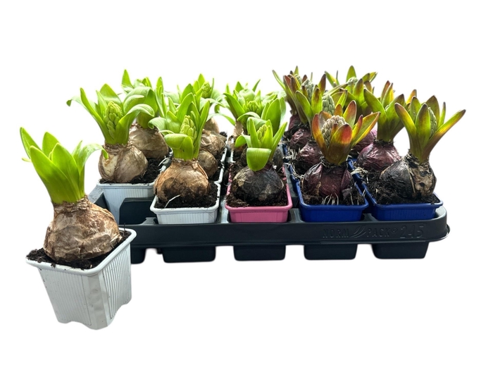 <h4>HYACIN ORIENTAL GEM</h4>