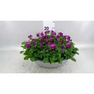 Viola corn. 'Evo Mini Pink Wing'